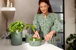 amazing avocado pot leaf green